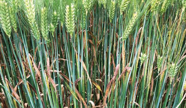 Ramularia on winter barley Ramularia on winter barley